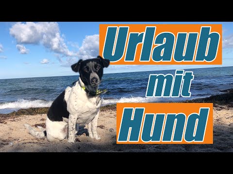 Urlaub mit Hund - was du beachten solltest. Hundetrainer Steve Kaye