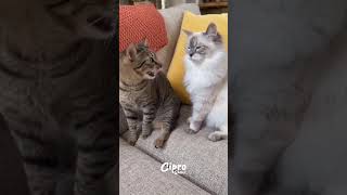 La paciencia gatuna #viralvideo