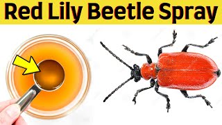 How to get rid of red lily beetle - Lily beetle homemade spray