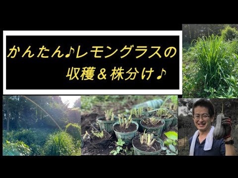 レモングラス 植物