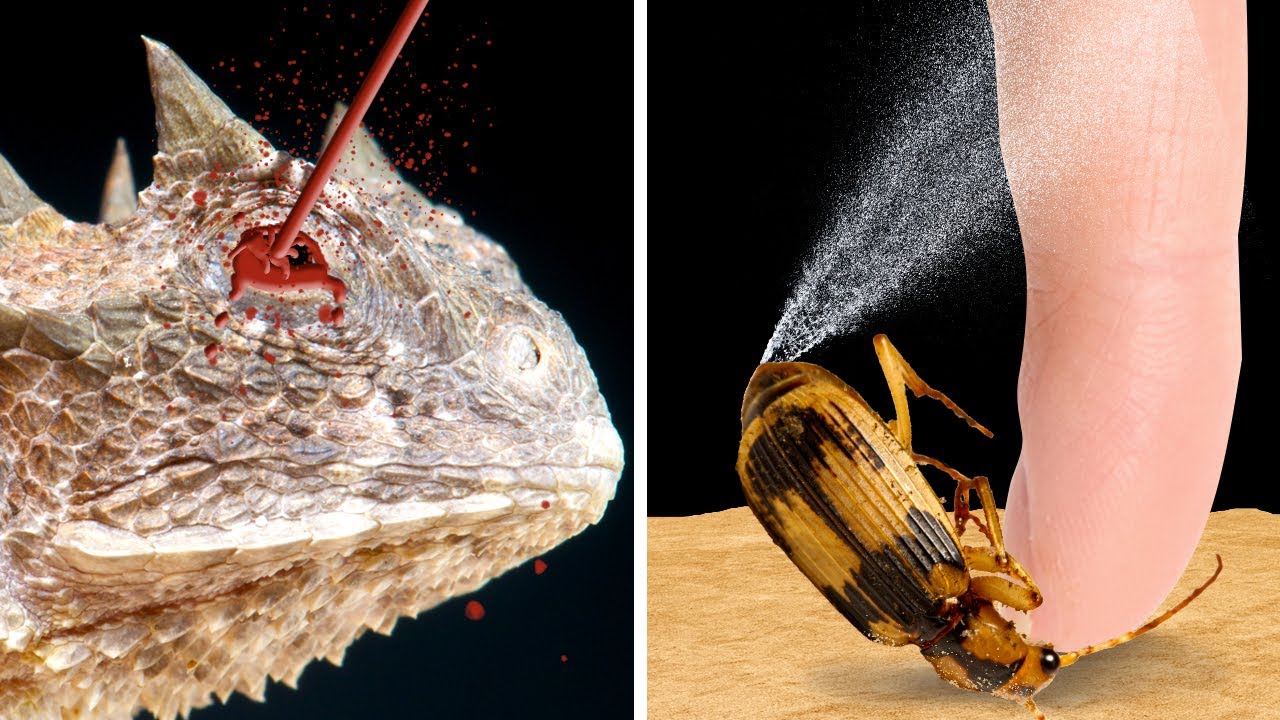 As Coisas Mais Estranhas Que Os Animais Fazem