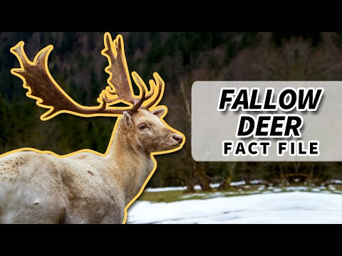 Fallow Deer facts: the SPOTTED DEER 🦌 | Animal Fact Files
