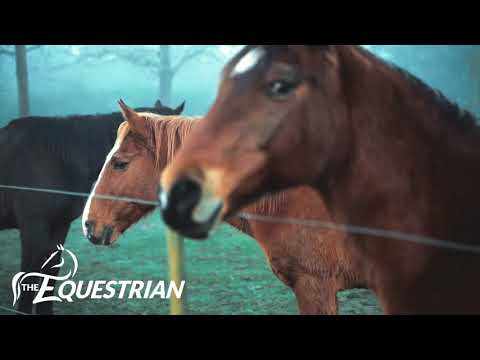 The Equestrian App