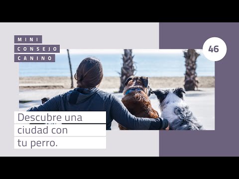 Mini-consejo canino 46: Descubre una ciudad con tu perro