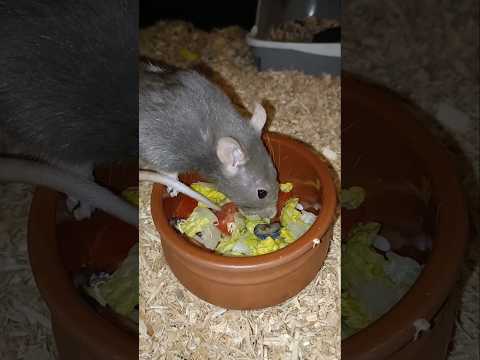 Bubble And Squeak Enjoying Dinner!