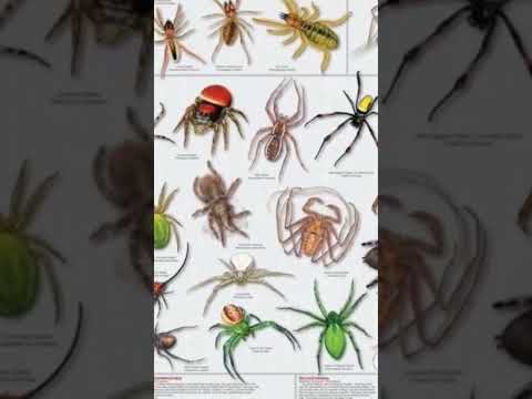 #viral #spidersoftheworld #spiderseason #insects #gagamba #damang #highlights