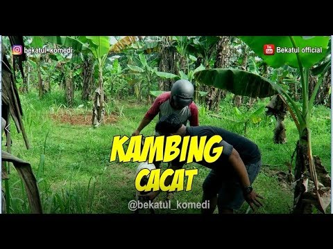 kambing-cacat-ngakak-sama-bekatul