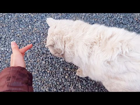 Defeat the cat in 3 sec with one finger