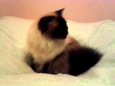 kitty’s Video 387768250 IV2oCIW0ou4