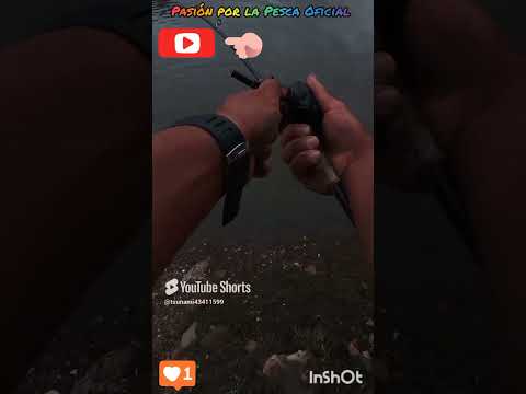 Sabaleando. Rio cuareim, Artigas 🎣😱