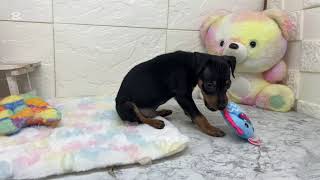 ミニチュアピンシャーの動画01