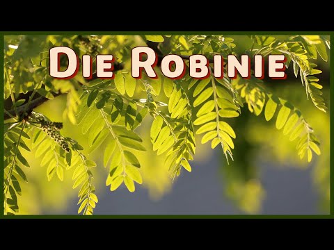 Die Robinie - Baum der Zukunft? Rettung für den Wald? (Robinia pseudoacacia)