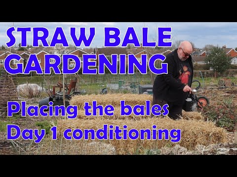 Straw Bale Gardening for Beginners – Setting Up & Day 1 Conditioning