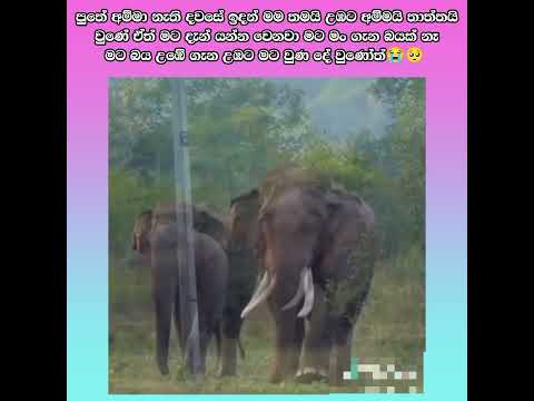 මේ චූටි බට්ටව බලාගන්න නැන්දේ මාමේ එයා මගේ ළගින්මයි හිටියේ දැන් එයා තනිවෙලා ඇතී 🥺🙏 #subscribe