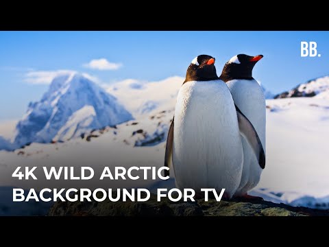 4K Antarctica & South Pole Wildlife | Wild Arctic Relaxation ScreenSaver for TV, Apple TV, PC
