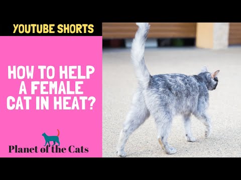 How to Help a Female Cat in Heat?