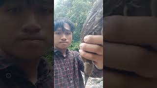 Download lagu memikat burung koak kaok mp3