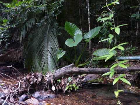 Nicolas M. Wild- Jungle Mix.wmv