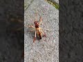 Huge Tree Weta