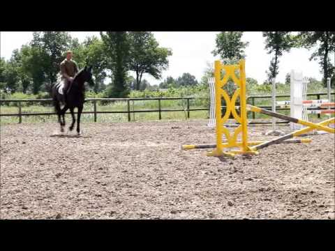 Apolaris (Indorado x Fedor) & Jur Vrieling