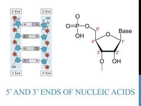 5' 3' ends of DNA and RNA