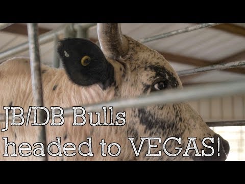 JB/DB Bulls headed to NFR - Rodeo Time 165