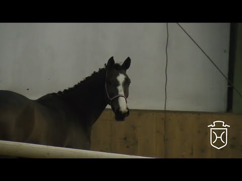 Holsteiner Stute von Casall - C-Indoctro - Carthago - Calypso I