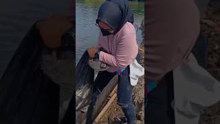 Download lagu Mancing Ambyar #fishingmania #mancingmania #mancingambyar mp3