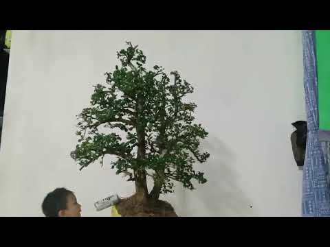 dx)11m826 gl cây  quýt rừng 1200k lh0707713796khuongb0nsai