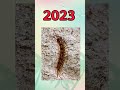 2023 Centipede vs 5000 bce Centipede