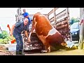 Cow HOOF TRIMMING And Mega Machines Farming 2024 COW COMFORT COW HOOF PROBLEMS DAIRY COWS
