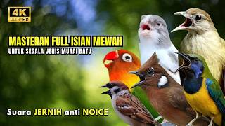 Download lagu MASTERAN MURAI BATU FULL ISIAN TEMBAKAN MEWAH #masteranmuraibatu mp3 Download lagu MASTERAN MURAI BATU FULL ISIAN TEMBAKAN MEWAH #masteranmuraibatu mp3