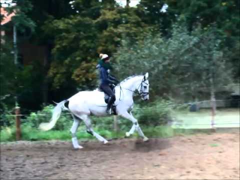 "FARYTALE" 3j- v. Fairbanks - Lauries Crusador xx - VB 8500,- Euro