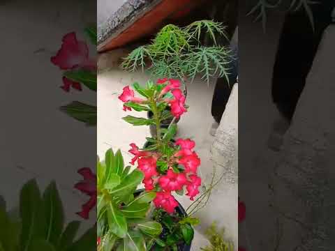 ROSAS DO DESERTO DE ROSÂNGELA DA SILVA OLIVEIRA, TEOFILÂNDIA-BAHIA #music #ericclapton