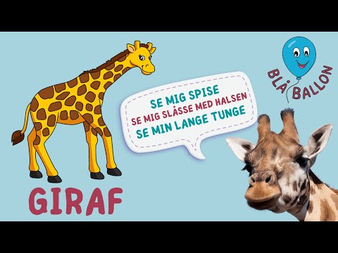 🦒Giraf🦒 Se giraffer, der slås 🦒 Sjov video om giraffer til børn 🦒 Dyr. Dyrefilm. Dyrevideo.