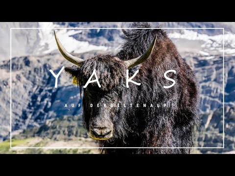 Yaks auf der Geltenalp in Switzerland
