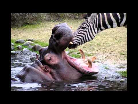 Смотреть видео Смотреть видео