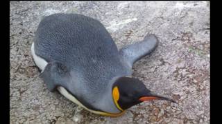 雑談畑でつかまえて　2026/04/29