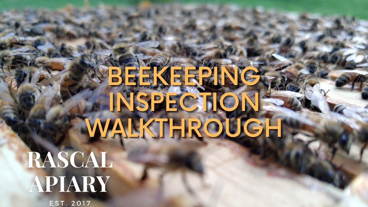 Join us on a beekeeping inspection! | Beekeeping inspection walkthrough