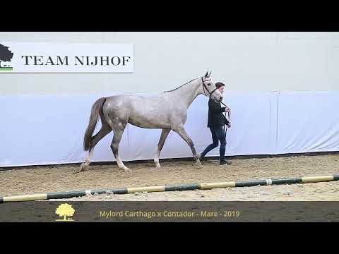 2. Onikkie V (Mylord Carthago x Contador)