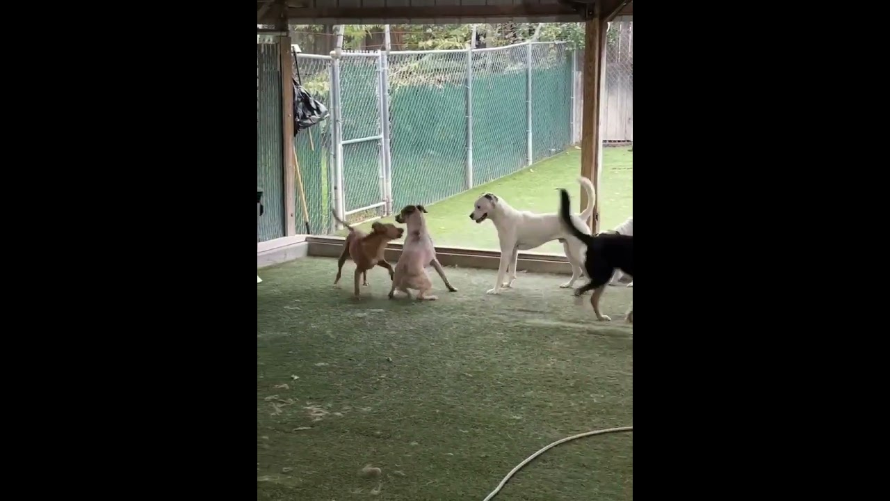 Enlarge Whitney, a Adoptable mixed breed in Kansas City, MO video 5/5