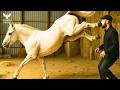 14 Horse Kick Moments That Teach You To Stay Out Of Danger Animal Documentary