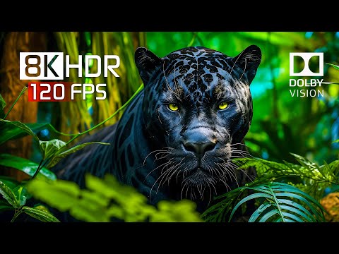 Best of Dolby Vision for 2024 – 8K HDR Video ULTRA HD 120FPS