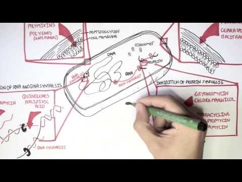 Microbiology - Antibiotics Mechanisms of Action