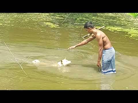 dog bathing,bathing a big dog,easy dog bathing,everyday task dog bathing,dog bathing funny videos,