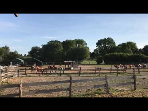 Pferde rausbringen mit Bacardi und Fine