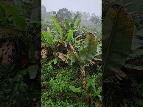 Chuva no paraíso - Sítio Orquestra, Biriricas, Domingos Martins, Espírito Santo, Brasil