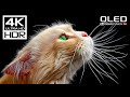 Stunning 4K Videos Dolby Vision HDR 4K 60FPS Videos