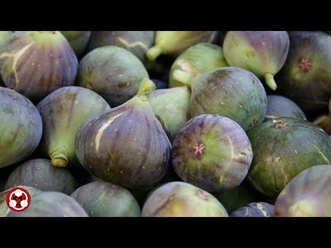 Fruits 水果 Fig 无花果イチジク,무화과 ,figen,vijg,figue, Feige,fikon,fikon, fico,figo, higo,figa, incir,инжир,
