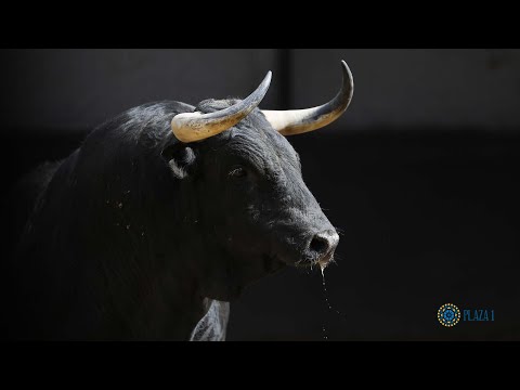 SORTEO | Corrida toros 21 mayo